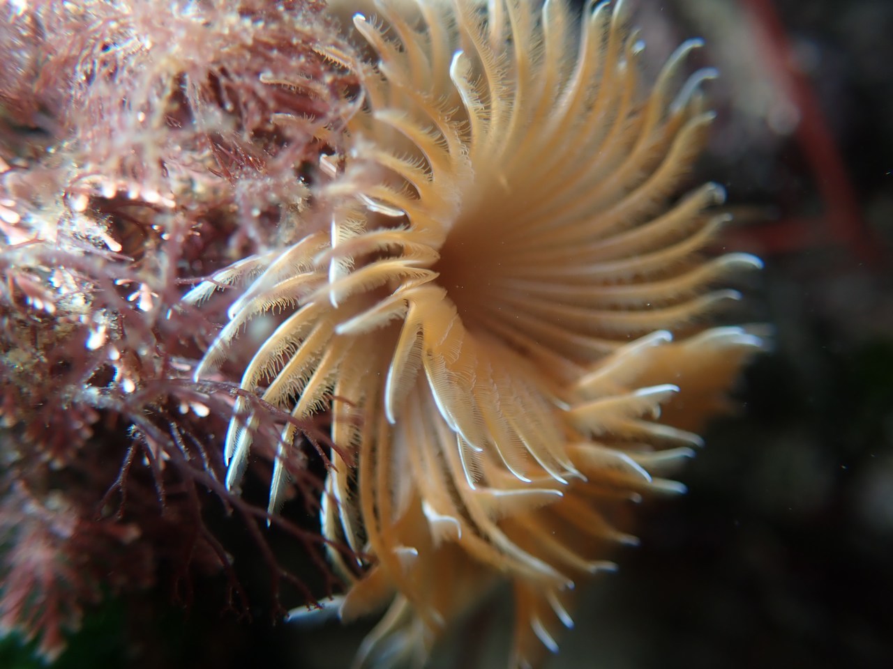 Bispira volutacornis